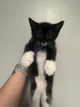 Domestic Short Hair Cats Available for Adoption - ZAID | PetCurious