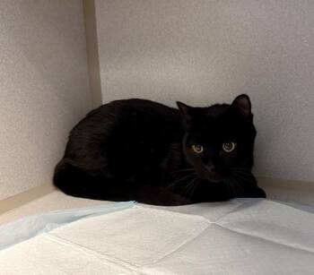 Franklin -  Domestic Short Hair Cat Available for Adoption in Winter Haven, Florida - Franklin | PetCurious