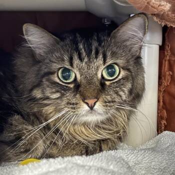PRECIOUS -  Domestic Medium Hair Cat for Adoption in Las Vegas, Nevada - PRECIOUS | PetCurious
