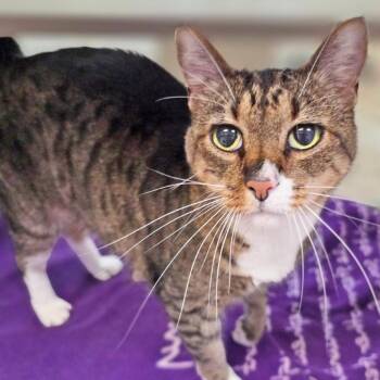 Irie -  Domestic Short Hair and Mixed Breed Cat for Adoption in Galveston, Texas - Irie | PetCurious