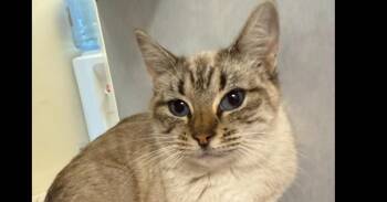 Siamese and Tabby Cats Available for Adoption - Matilda - HCHS | PetCurious