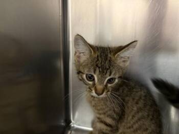 A1927539 -  Domestic Short Hair Cat for Adoption in Thousand Palms, California - A1927539 | PetCurious