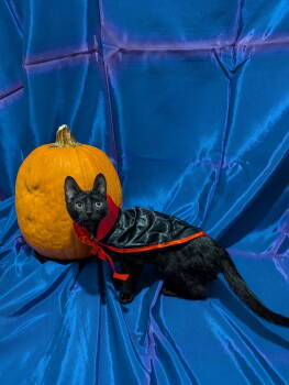 Rescue Domestic Short Hair Cats for Adoption in Milton, Georgia - Armand The Vampire | PetCurious