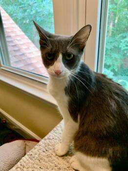 Esmeralda -  Oriental Short Hair Cat for Adoption in Raleigh, North Carolina - Esmeralda | PetCurious