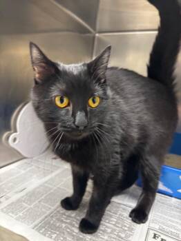 Domestic Short Hair Cats Available for Adoption - Ozzy | PetCurious