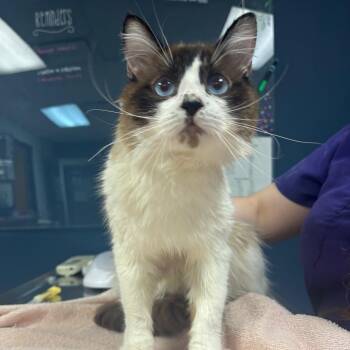 Uncle Sam -  Ragdoll and Domestic Short Hair Cat for Adoption in Newark, New Jersey - Uncle Sam | PetCurious