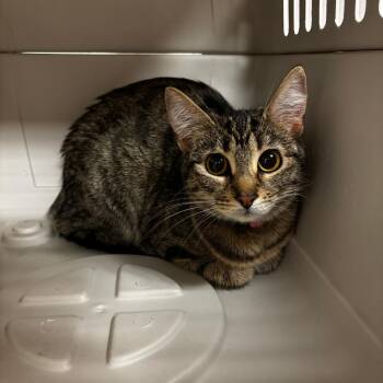 Domestic Medium Hair Cats Available for Adoption in Ottawa, Kansas - Esme | PetCurious