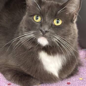 Brock -  Domestic Long Hair Cat for Adoption in Batavia, New York - Brock | PetCurious