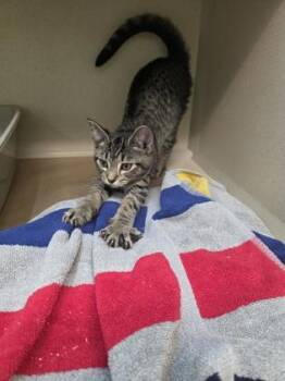 Pammy -  Domestic Short Hair Cat for Adoption in Bellevue, Washington - Pammy | PetCurious