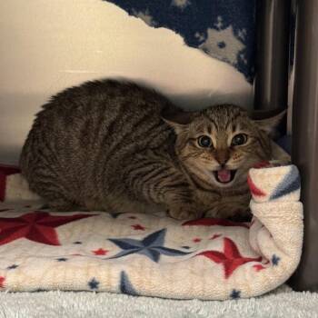 Monkey Business -  Domestic Short Hair Cat for Adoption in Charlottesville, Virginia - Monkey Business | PetCurious