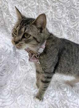 Domestic Short Hair Cats Available for Adoption - MAISIE | PetCurious