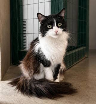 Connie -  Tuxedo and Domestic Long Hair Cat for Adoption in Lathrop, California - Connie | PetCurious