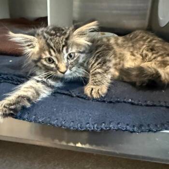 Ginny is at Petsmart GJ -  Domestic Medium Hair Cat for Adoption in Cedaredge, Colorado - Ginny Is At Petsmart GJ | PetCurious