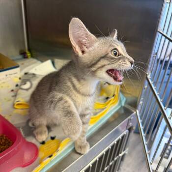 Dinky -  Domestic Short Hair Cat for Adoption in Spokane, Washington - Dinky | PetCurious