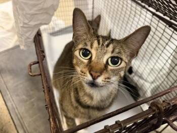 LADYBUG -  Domestic Short Hair Cat Available for Adoption in Doral, Florida - LADYBUG | PetCurious