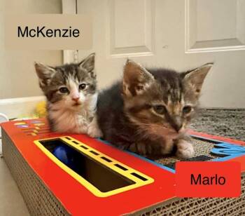 Marlo -  Domestic Short Hair Cat for Adoption in Chalfont, Pennsylvania - Marlo | PetCurious