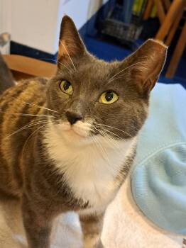 Rescue Dilute Calico Cats for Adoption in Closter, New Jersey - Marbles | PetCurious