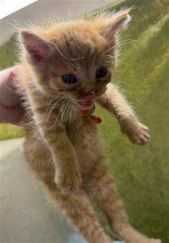 CODY -  Domestic Short Hair Cat for Adoption in Riverside, California - CODY | PetCurious