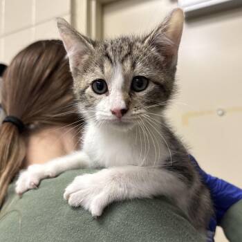 Ludahiss -  Domestic Short Hair Cat Available for Adoption in Kearney, Nebraska - Ludahiss | PetCurious