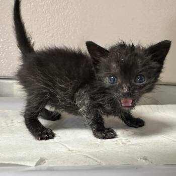 Jayla -  Domestic Short Hair Cat for Adoption in San Antonio, Texas - Jayla | PetCurious