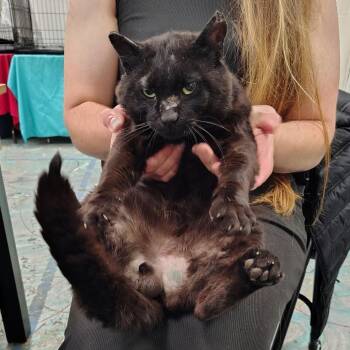 Butch -  Domestic Short Hair Cat for Adoption in Coos Bay, Oregon - Butch | PetCurious