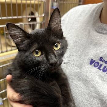 Stewie -  Domestic Medium Hair Cat for Adoption in Spokane, Washington - Stewie | PetCurious