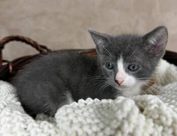 Frida -  Domestic Short Hair Cat Available for Adoption in Salinas, California - Frida | PetCurious