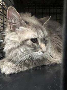 Sapphire -  Maine Coon and Domestic Short Hair Cat for Adoption in Largo, Florida - Sapphire | PetCurious