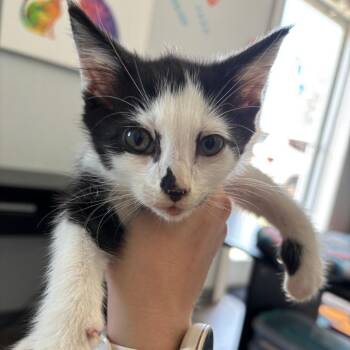 Jasper -  Domestic Short Hair Cat for Adoption in Marion, Virginia - Jasper | PetCurious