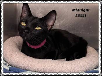 MIDNIGHT see also LANA -  Domestic Short Hair and Bombay Cat for Adoption in Marietta, Georgia - MIDNIGHT See Also LANA | PetCurious