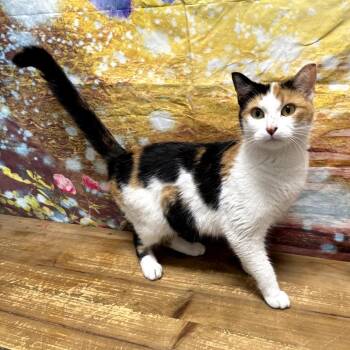 Teresa -  Domestic Short Hair Cat for Adoption in Normal, Illinois - Teresa | PetCurious
