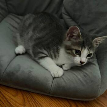 Shrimp -  Domestic Short Hair Cat for Adoption in Gloucester, Virginia - Shrimp | PetCurious