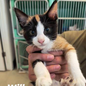 Willow -  Domestic Medium Hair Cat for Adoption in Weaverville, California - Willow | PetCurious