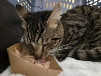 Domestic Short Hair Cats Available for Adoption - Frankie | PetCurious