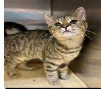Tutu -  Domestic Short Hair Cat for Adoption in Raleigh, North Carolina - Tutu | PetCurious