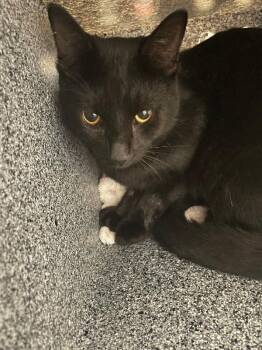 Cheeto -  Domestic Short Hair Cat for Adoption in Cincinnati, Ohio - Cheeto | PetCurious