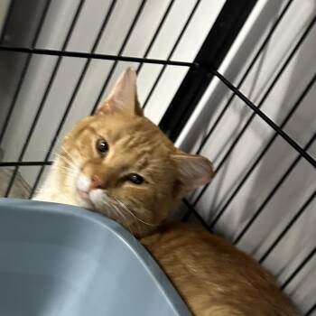 Wolverine -  Domestic Short Hair Cat for Adoption in Corbin, Kentucky - Wolverine | PetCurious