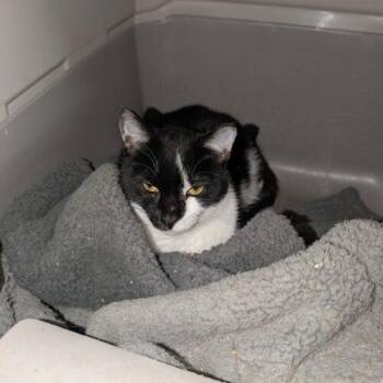 Domestic Short Hair Cats Available for Adoption - Scar | PetCurious