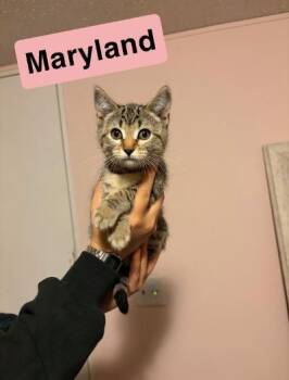 Maryland -  Domestic Short Hair Cat for Adoption in Mokena, Illinois - Maryland | PetCurious