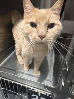 Jerry -  Domestic Short Hair Cat for Adoption in West Chester, Pennsylvania - Jerry | PetCurious