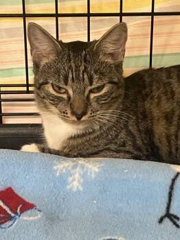Rescue Domestic Short Hair Cats for Adoption in Lunenburg, Massachusetts - Nellie | PetCurious