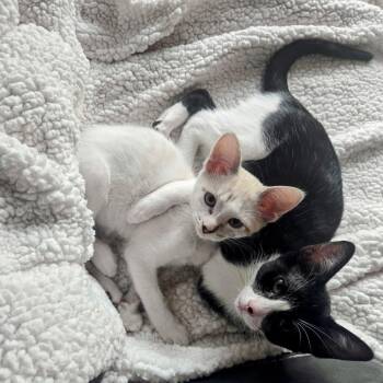 Franny -  Domestic Short Hair Cat for Adoption in Boerne, Texas - Franny | PetCurious