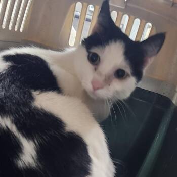 Domestic Short Hair Cats Available for Adoption in Summerville, South Carolina - Kate- Barn Cat | PetCurious