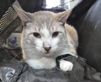 Mauro -  Domestic Short Hair Cat for Adoption in New York, New York - Mauro | PetCurious