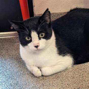 Hasbro -  Domestic Short Hair Cat for Adoption in Sarasota, Florida - Hasbro | PetCurious