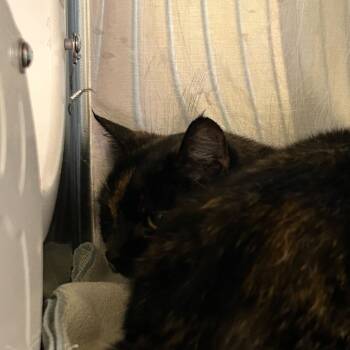 Rescue Domestic Short Hair Cats for Adoption in Asheville, North Carolina - Skyler | PetCurious