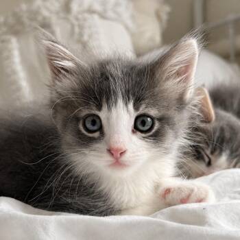 Domestic Medium Hair Cats Available for Adoption in San Juan Capistrano, California - Berry | PetCurious