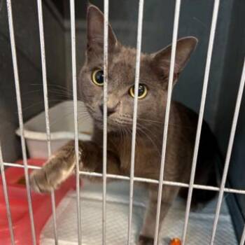 Domestic Short Hair Cats Available for Adoption in New York, New York - Cleo 1 | PetCurious