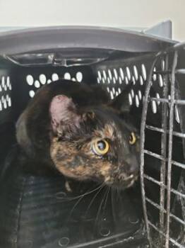 Domestic Short Hair Cats Available for Adoption - Tuna | PetCurious