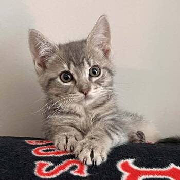 Flauta -  Domestic Short Hair Cat for Adoption in Candler, North Carolina - Flauta | PetCurious